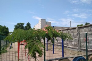 В Одессе расцвело исчезающее дерево: где сделать красивые фото