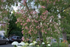 В Одессе расцвело исчезающее дерево: где сделать красивые фото