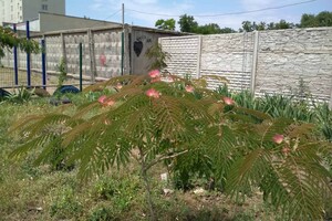 В Одессе расцвело исчезающее дерево: где сделать красивые фото