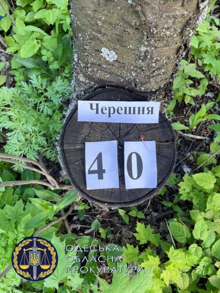 Срубил три сотни деревьев: одесский лесничий сам оказался браконьером 