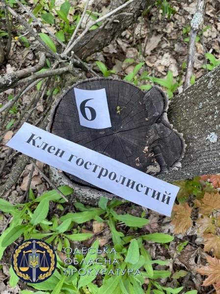 Срубил три сотни деревьев: одесский лесничий сам оказался браконьером 