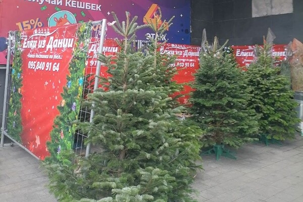 Цены от 300 гривен: в Одессе открылись елочные базары