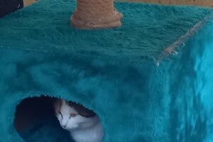 На поселке Котовского одесситы установили теплый домик для котов