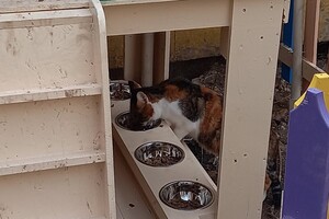 На поселке Котовского одесситы установили теплый домик для котов