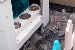 На поселке Котовского одесситы установили теплый домик для котов
