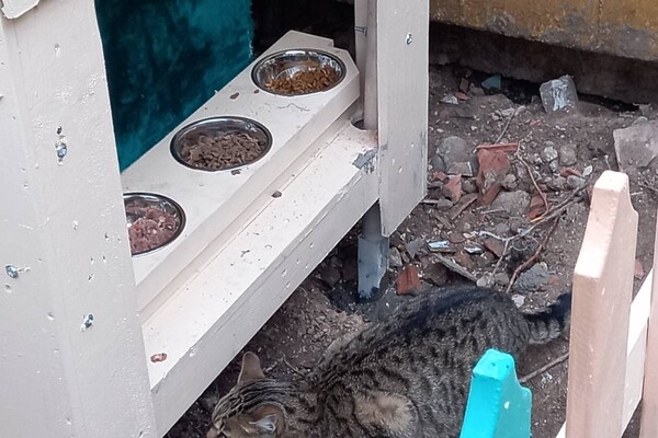 На поселке Котовского одесситы установили теплый домик для котов