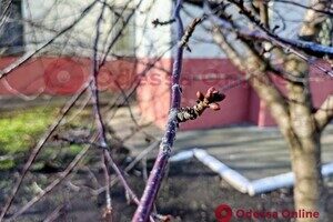 Из-за аномальной погоды в Одессе на деревьях распустились почки 