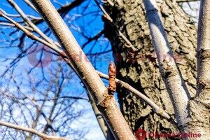 Из-за аномальной погоды в Одессе на деревьях распустились почки 