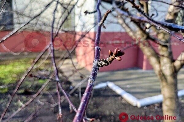 Из-за аномальной погоды в Одессе на деревьях распустились почки 