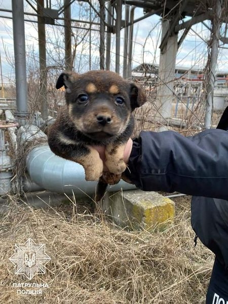 На Слободке спасли упавшего в четырёхметровую яму щенка  