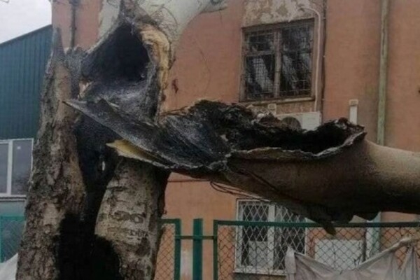 Вчера в Лузановке дерево сгорело изнутри из-за попавшего осколка