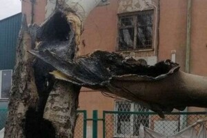 Вчера в Лузановке дерево сгорело изнутри из-за попавшего осколка