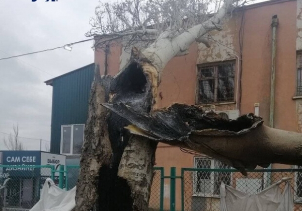 Вчера в Лузановке дерево сгорело изнутри из-за попавшего осколка