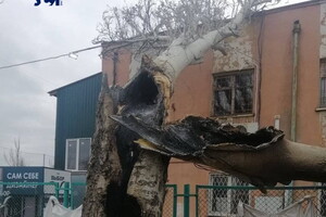 Вчера в Лузановке дерево сгорело изнутри из-за попавшего осколка