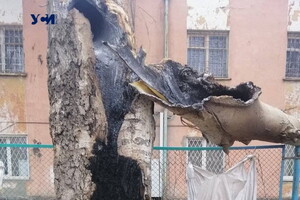 Вчера в Лузановке дерево сгорело изнутри из-за попавшего осколка