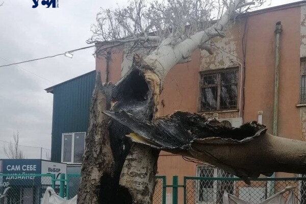 Вчера в Лузановке дерево сгорело изнутри из-за попавшего осколка
