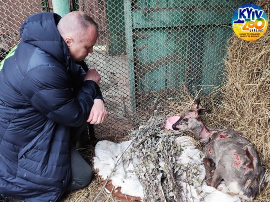 «Важка контузія та опіки» — у столиці рятують козулю, яку поранили орки
