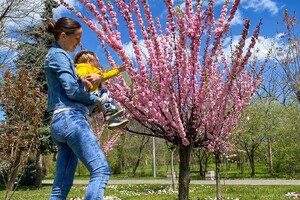 В Одессе цветут сакуры: где полюбоваться