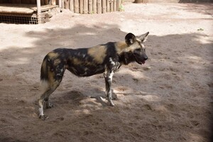 В Одесский зоопарк привезли гиеновидную собаку