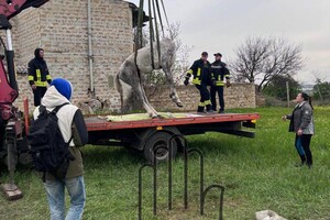 Под Одессой женщина уморила лошадь голодом