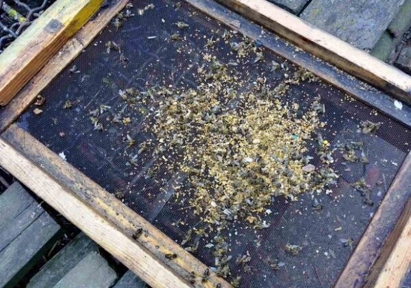 В Одесской области массово погибают пчелы