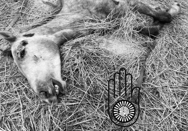 Под Одессой женщина уморила лошадь голодом