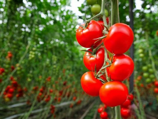 Помідори не&nbsp;люблять, коли їхнє листя мокре: хитрощі вирощування томатів для отримання високого врожаю