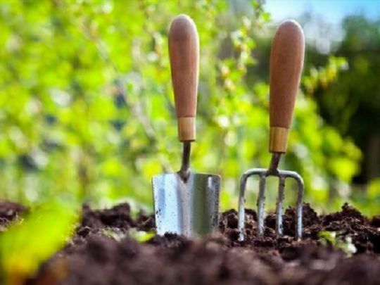 Сіємо, удобрюємо, збираємо врожай: місячний календар городника на вересень-2024
