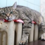 Часть Одессы на сутки останется без тепла: адреса