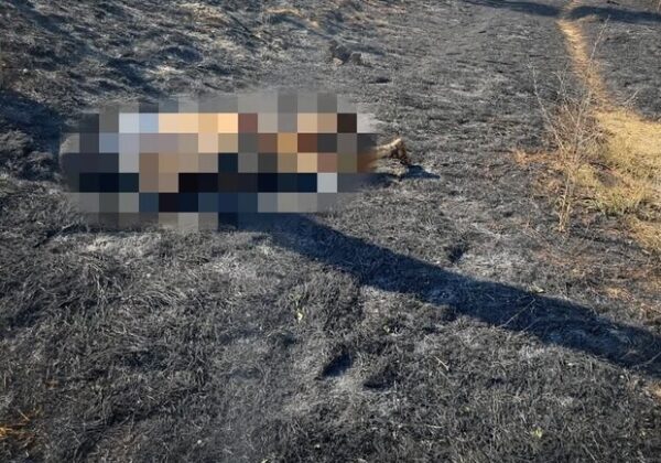 В Одесской области горели сухая трава и дачные постройки: погибла женщина