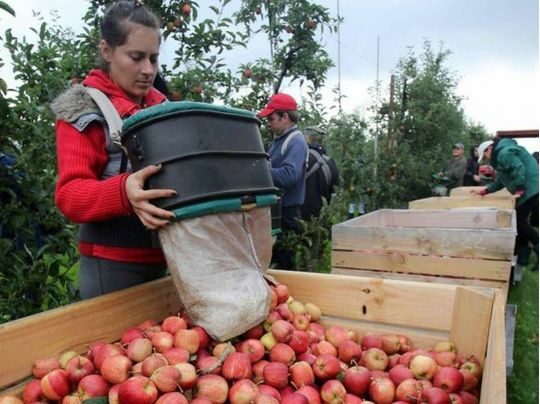 Коли збирати яблука та&nbsp;груші: ці&nbsp;поради допоможуть фруктам залишатися свіжими та&nbsp;смачними всю зиму