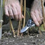 Як правильно обрізати малинове дерево у листопаді: секрети садівників для гарного врожаю